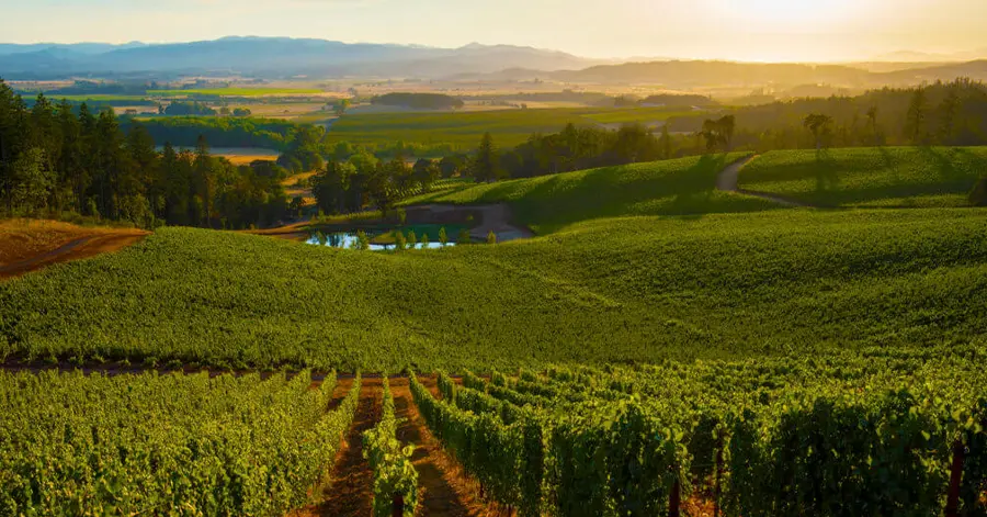 Winery - Premium Organic Wine Export
